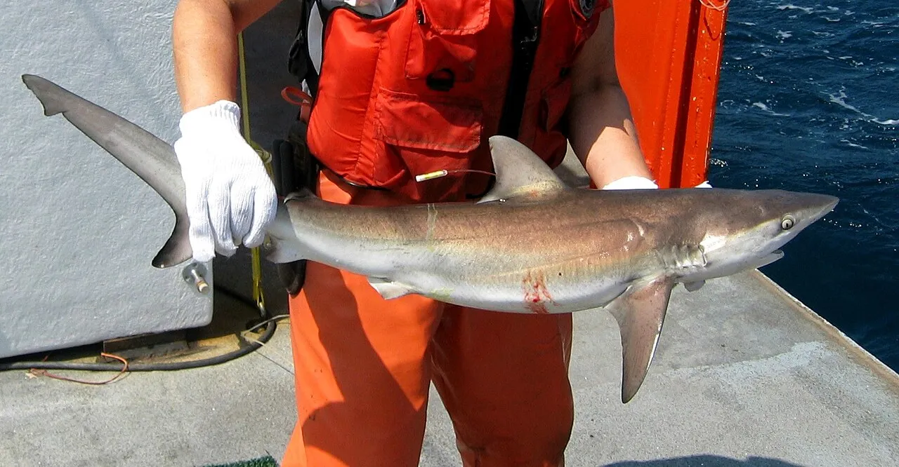 Schemerhaai (Carcharhinus obscurus), dezelfde soort als de haai Bukangi