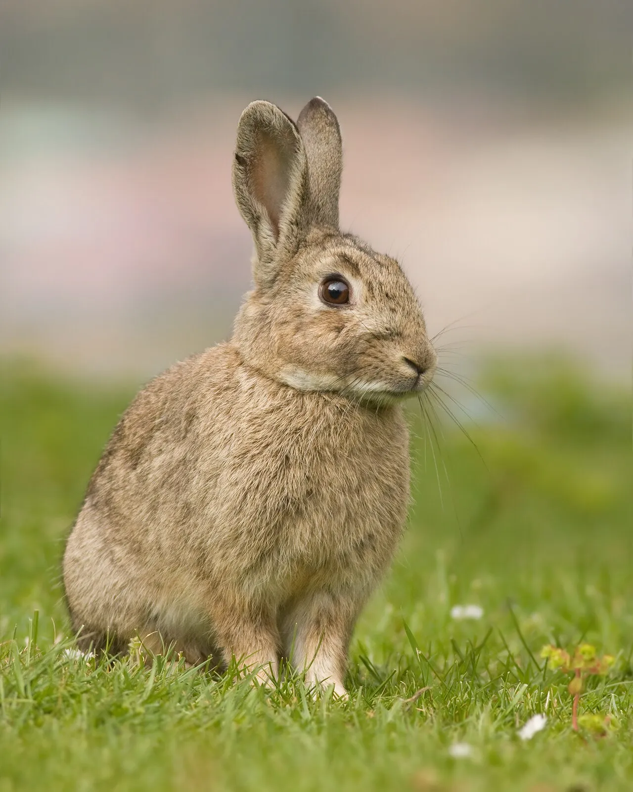 Een wild konijn, de soort die in het plan wordt ingezet om de duinen bij de Rotterdamse haven te herstellen