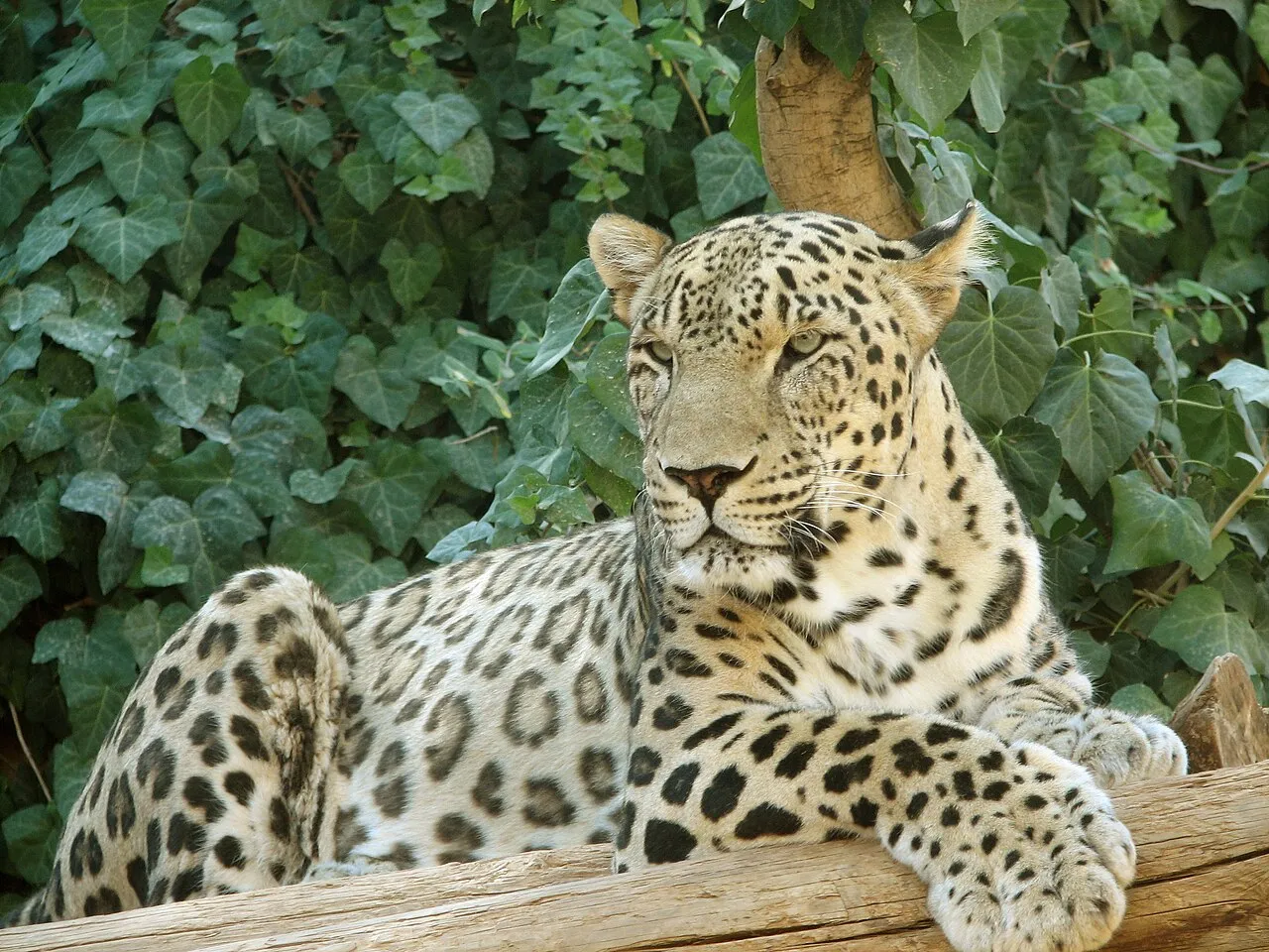 Een Perzische panter (Panthera pardus saxicolor) zittend.