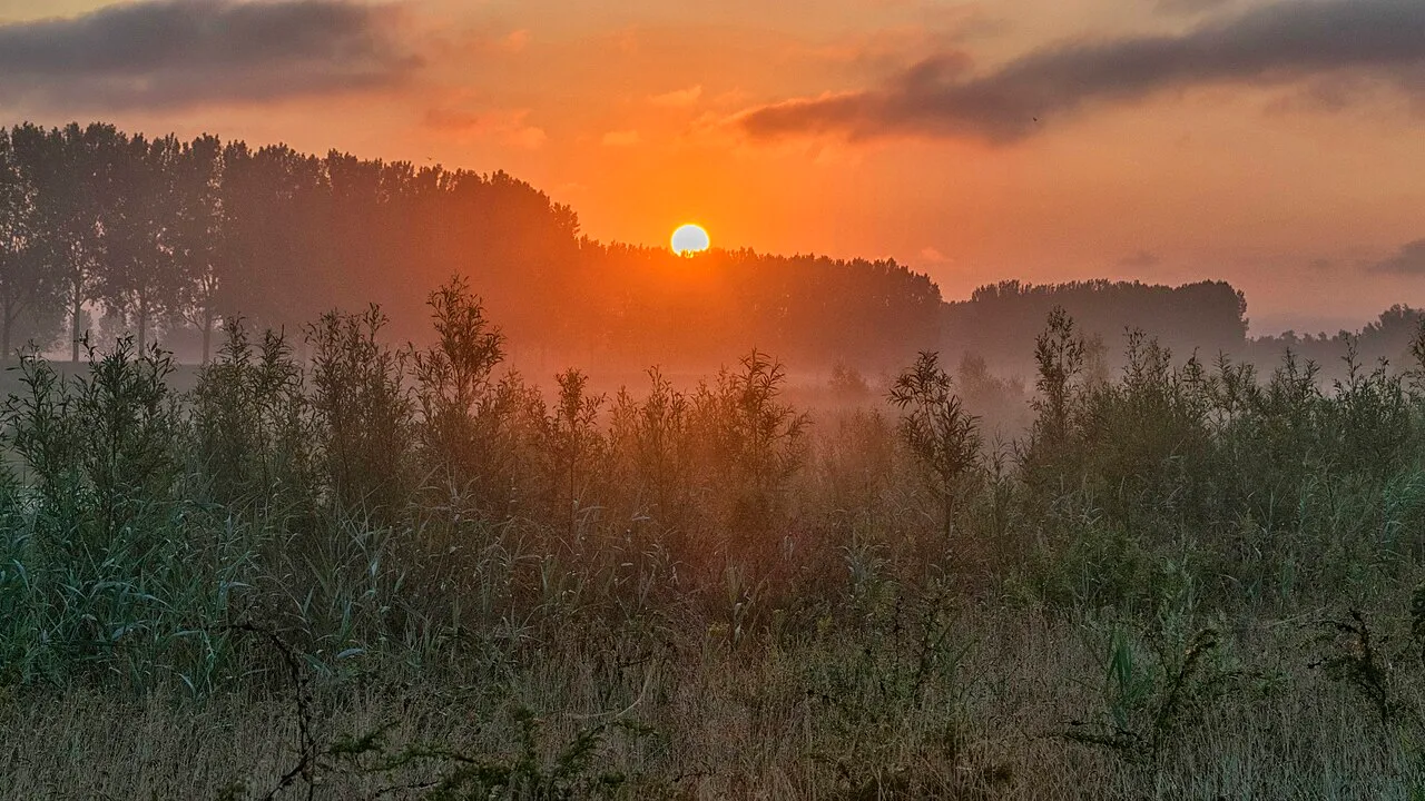 Mistige zonsopkomst in de Biesbosch: een lage zon achter een rij bomen, een oranje lucht en nevel boven riet en struiken.