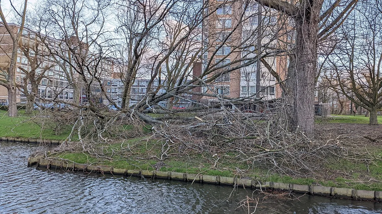 Een omgewaaide boom blokkeert een woonstraat na een storm in Rotterdam.
