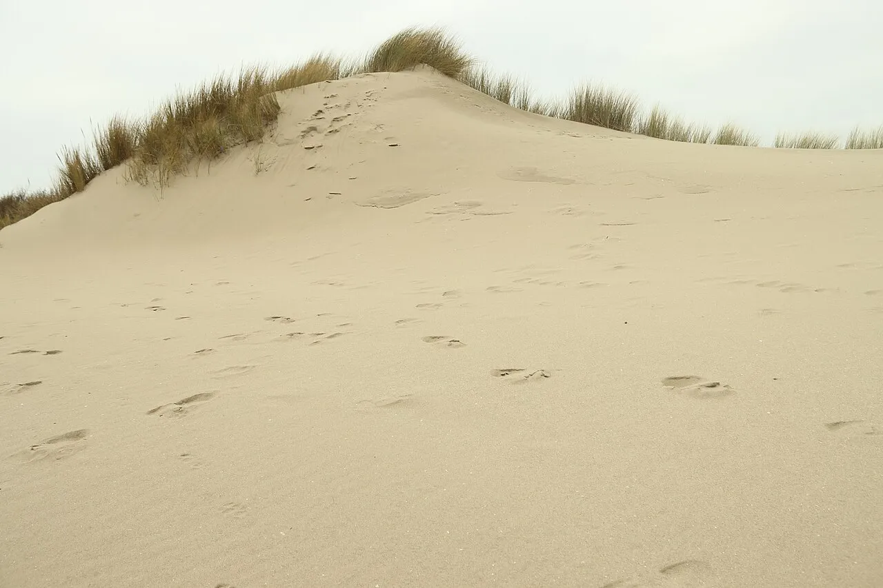 Duinlandschap bij Voornes Duin, een van de natuurgebieden bij Rotterdam die wordt hersteld
