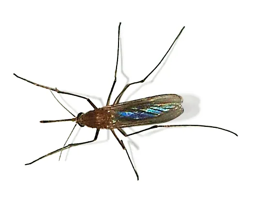 Een gewone huissteekmug (Culex pipiens), de muggensoort die het westnijlvirus in Nederland overdraagt.